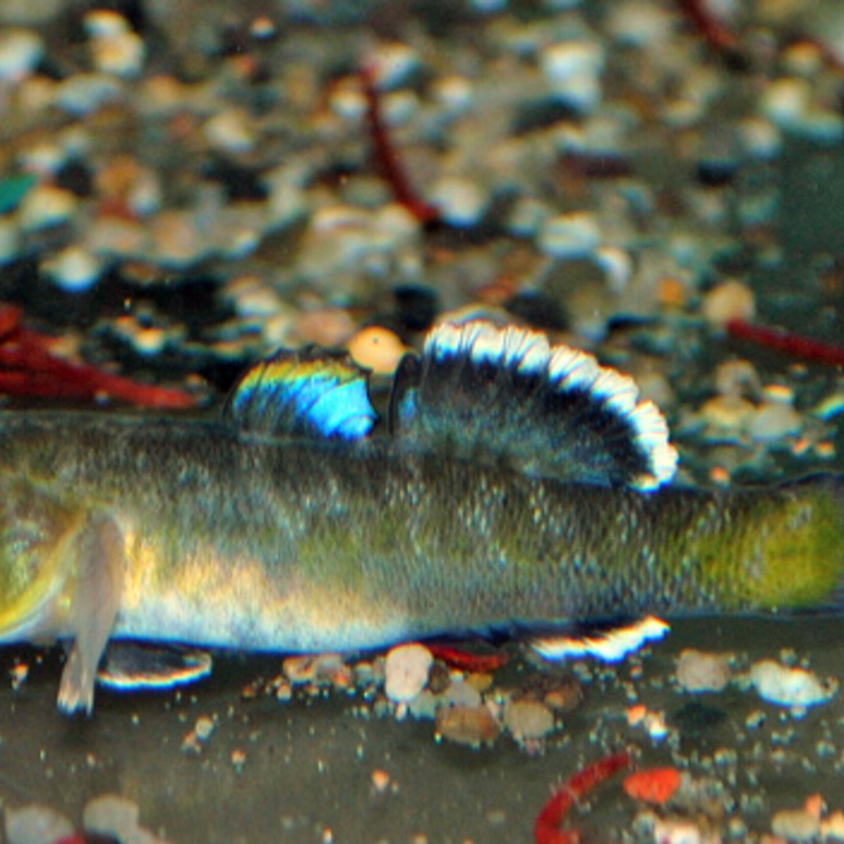 Desert Goby