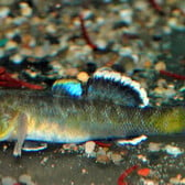 Desert Goby