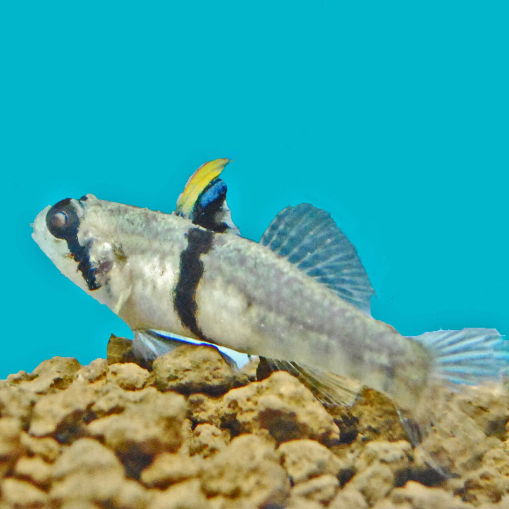 Rhinohorn Goby