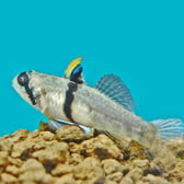 Rhinohorn Goby