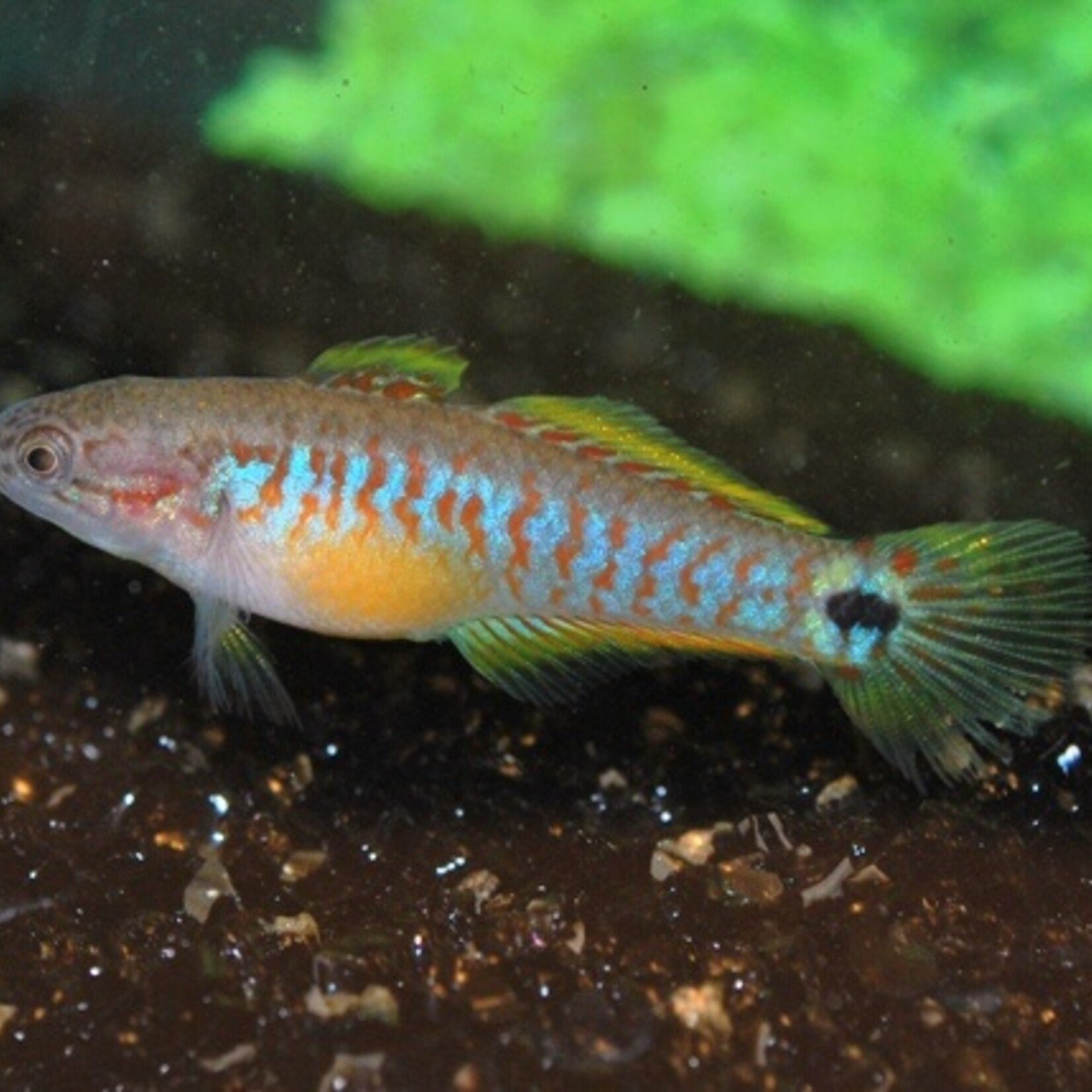 Peacock Goby