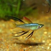 Threadfin Rainbowfish