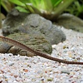 Bellybarred Pipefish