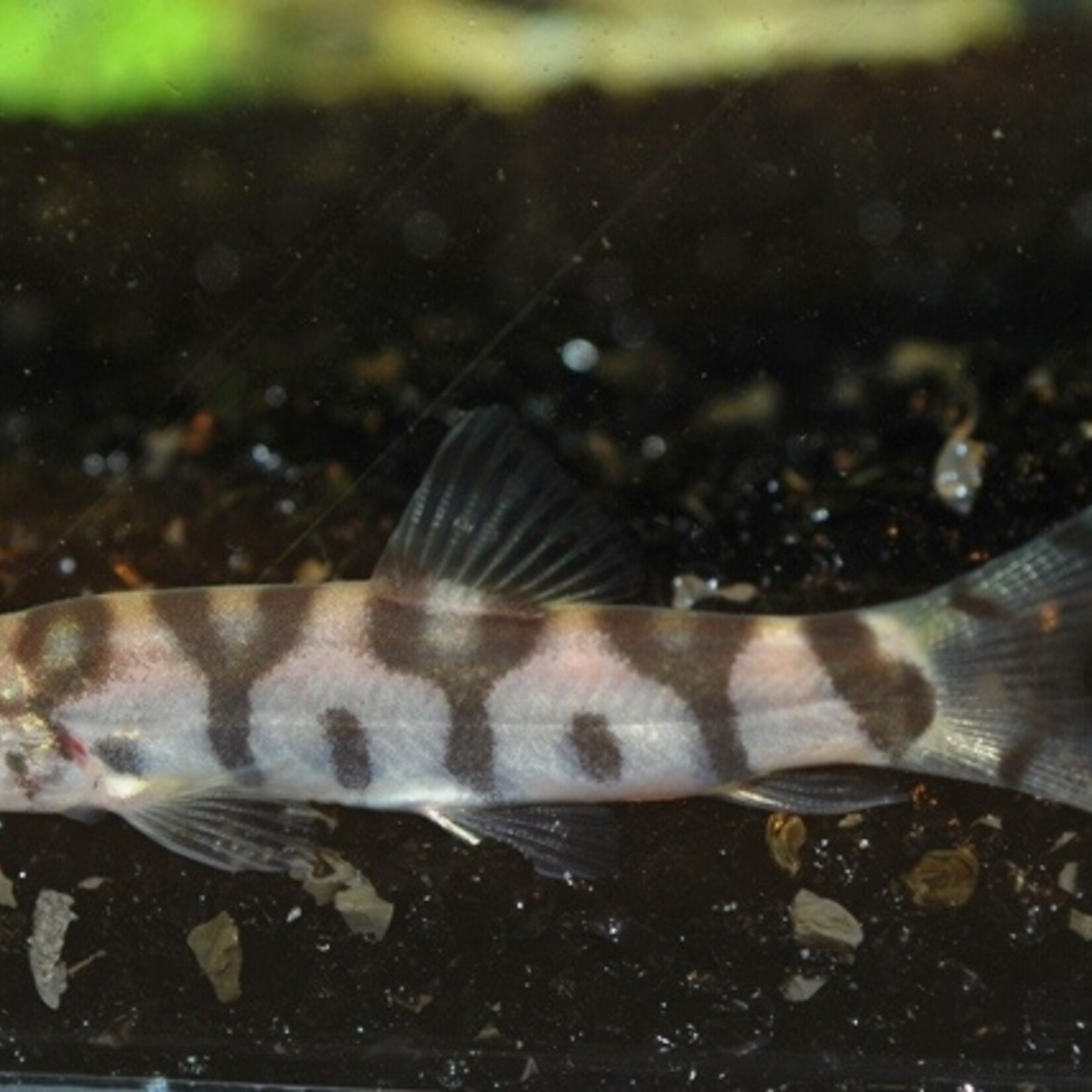 Reticulate Loach