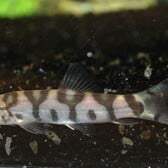 Reticulate Loach