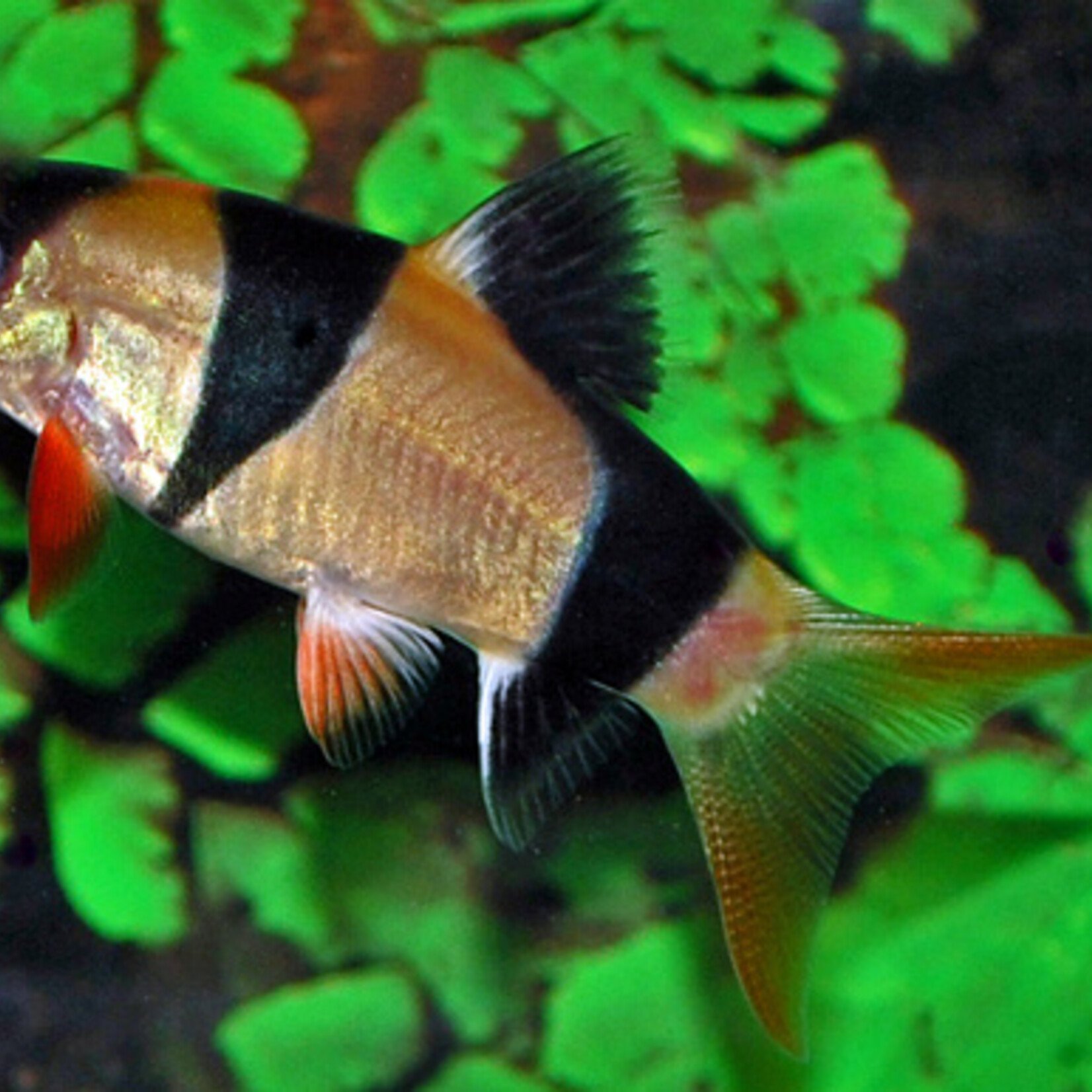 Clown Loach