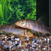 Zebra Loach