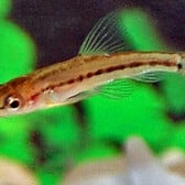 Rosy Loach