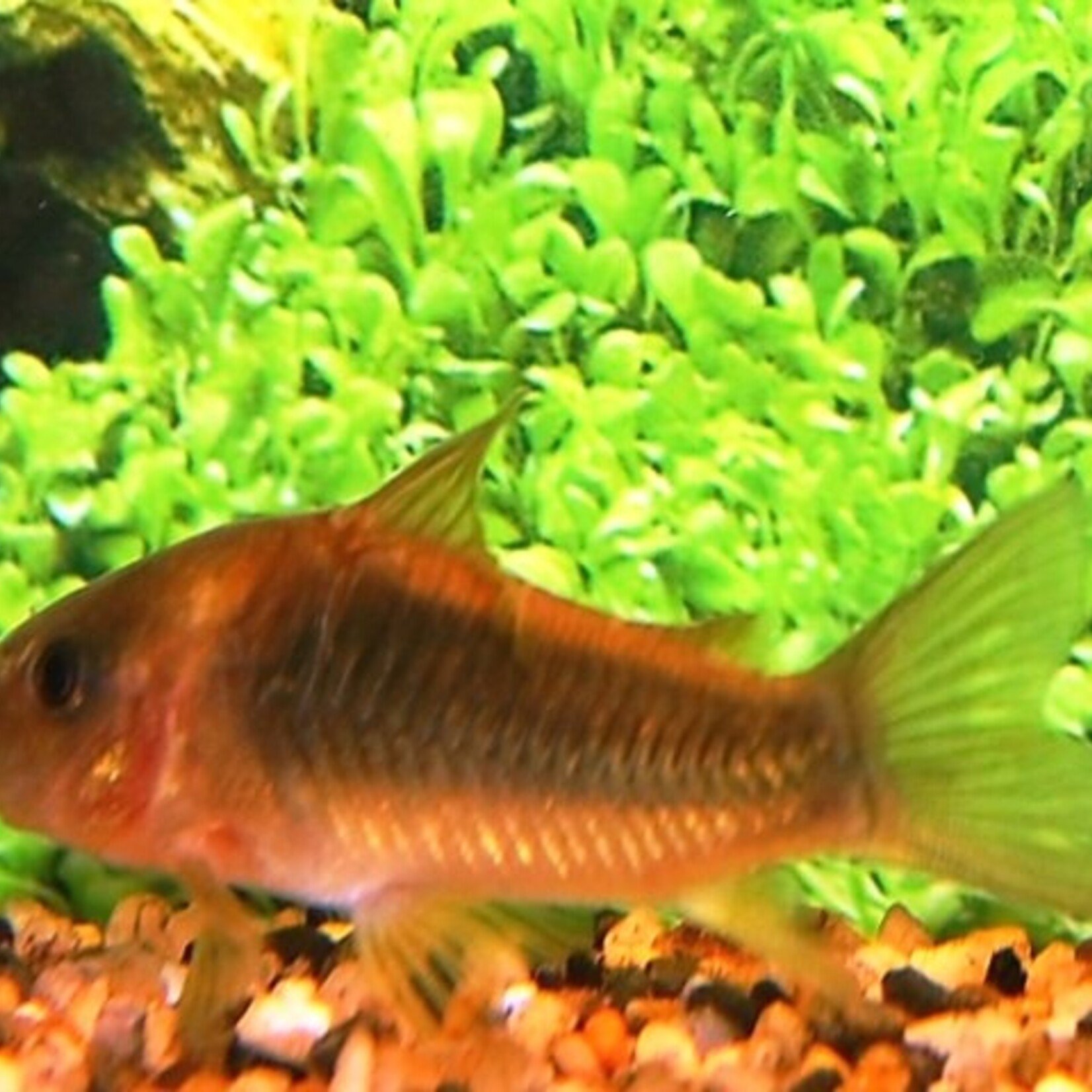 Cory Orange Venezuela