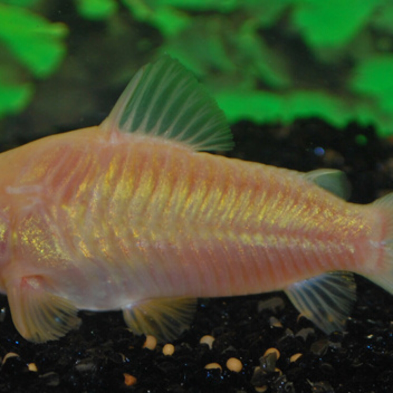 Bronze Cory Albino