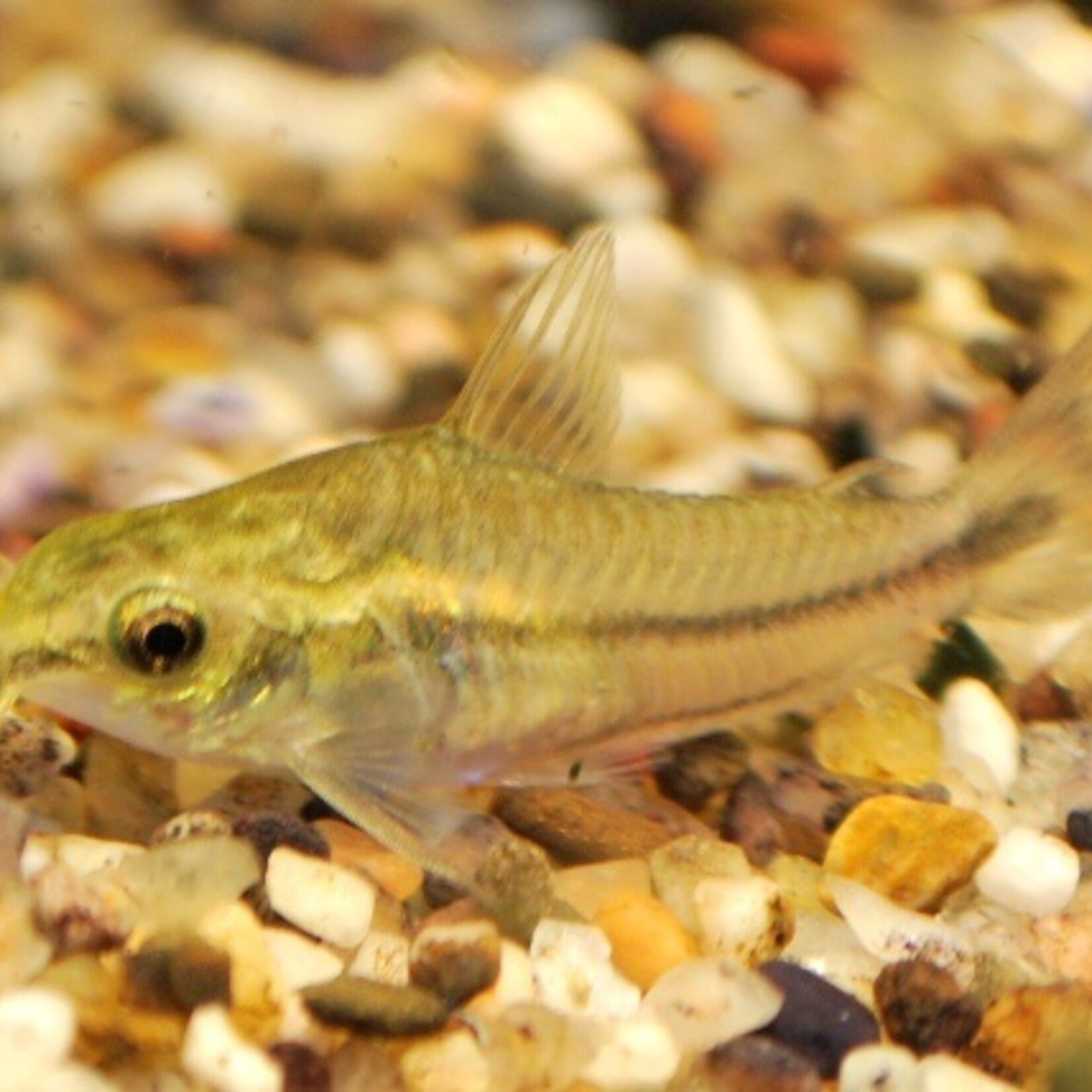 Pygmy Cory