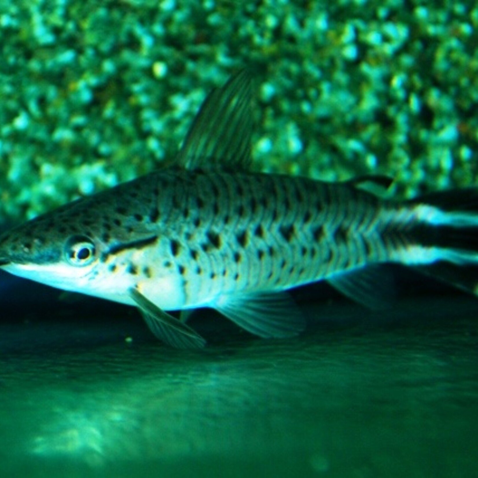 Flagtail Catfish