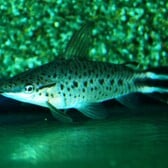 Flagtail Catfish