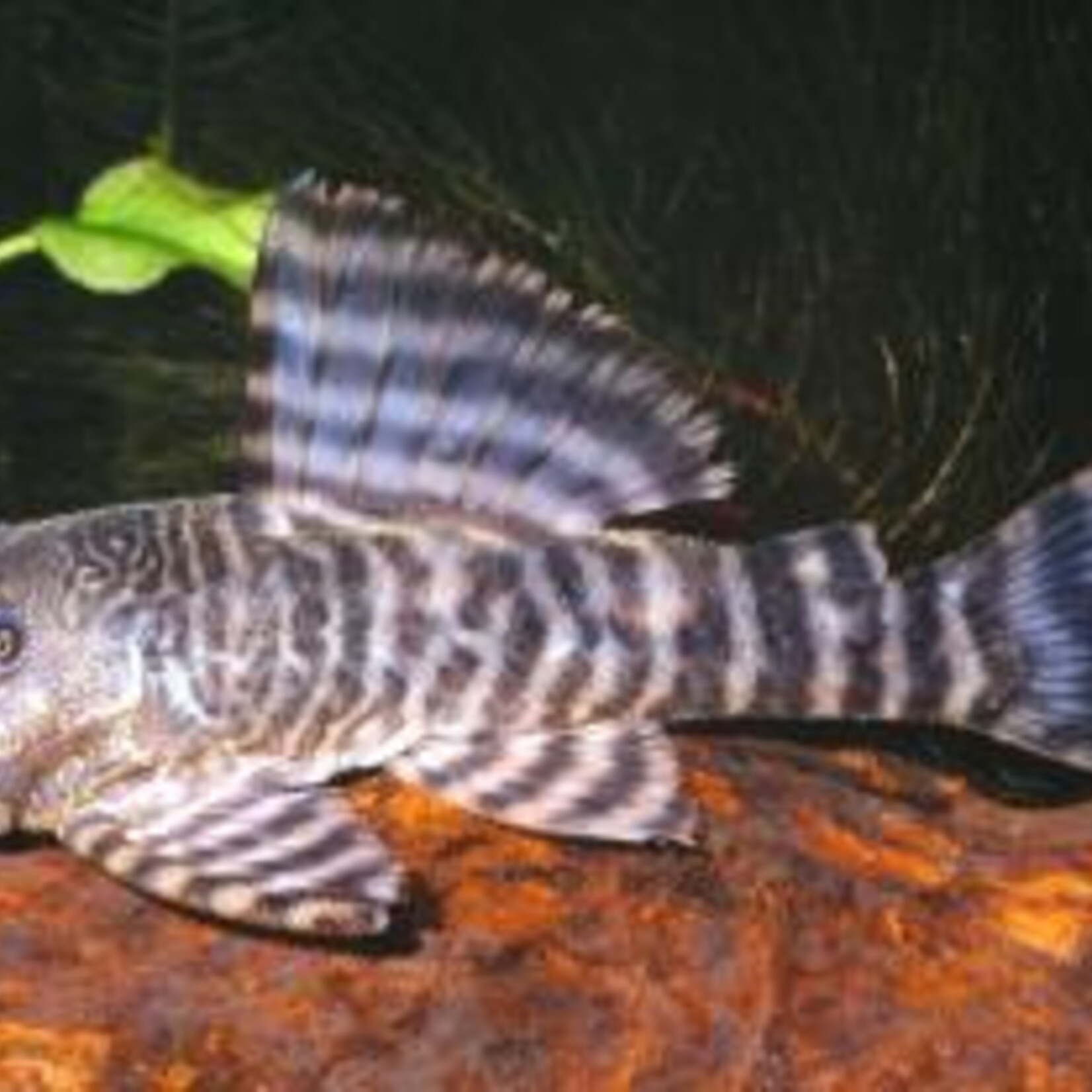 L226 Iquitos Tiger Pleco