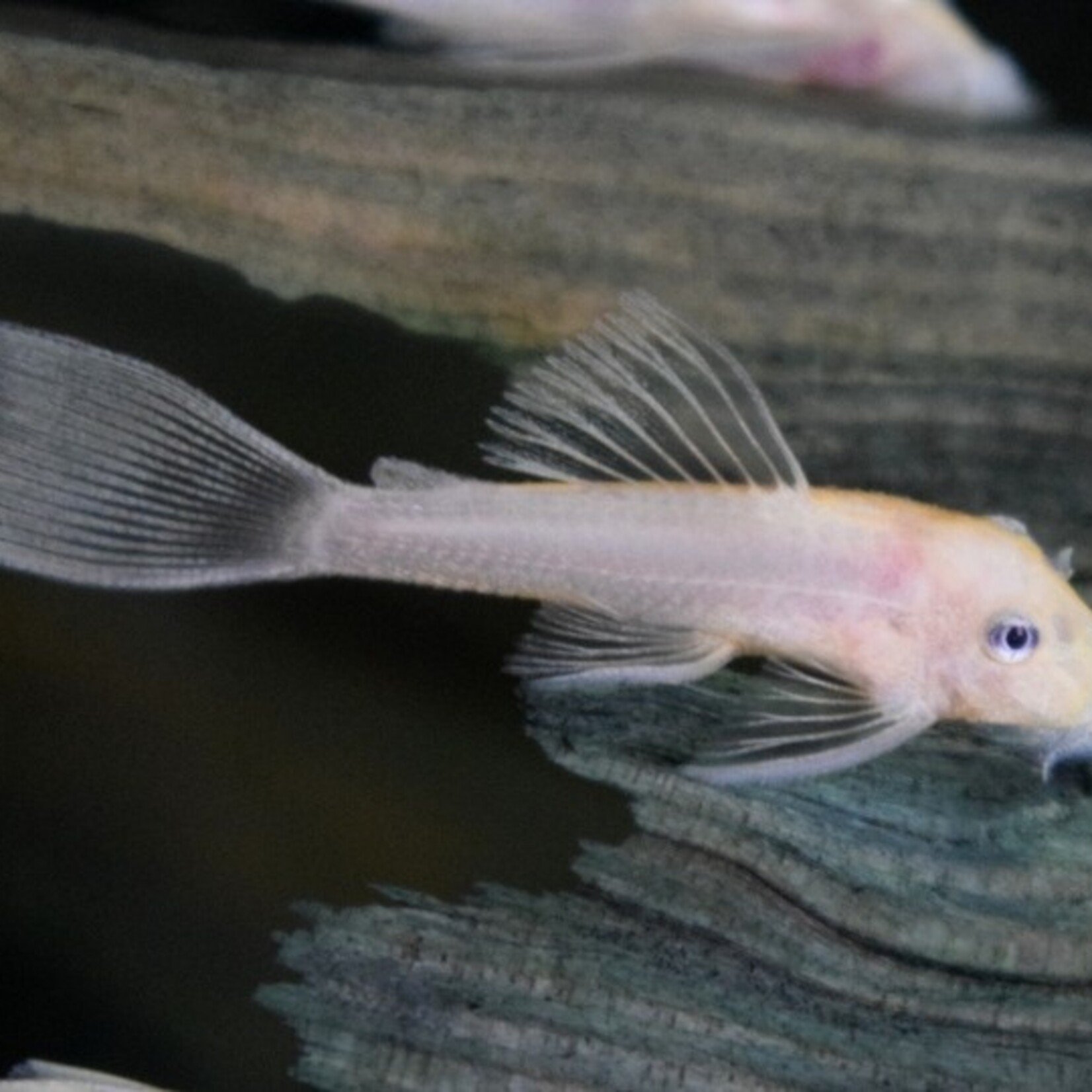 L144 Ancistrus Yellow Blue Eye