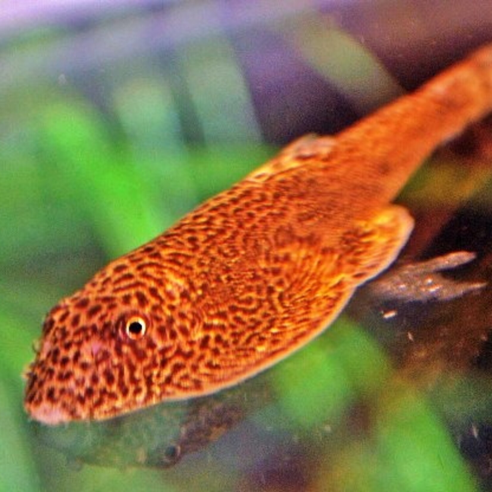 Chinese Hllstream Loach