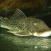 L187A Spotted Bulldog Pleco