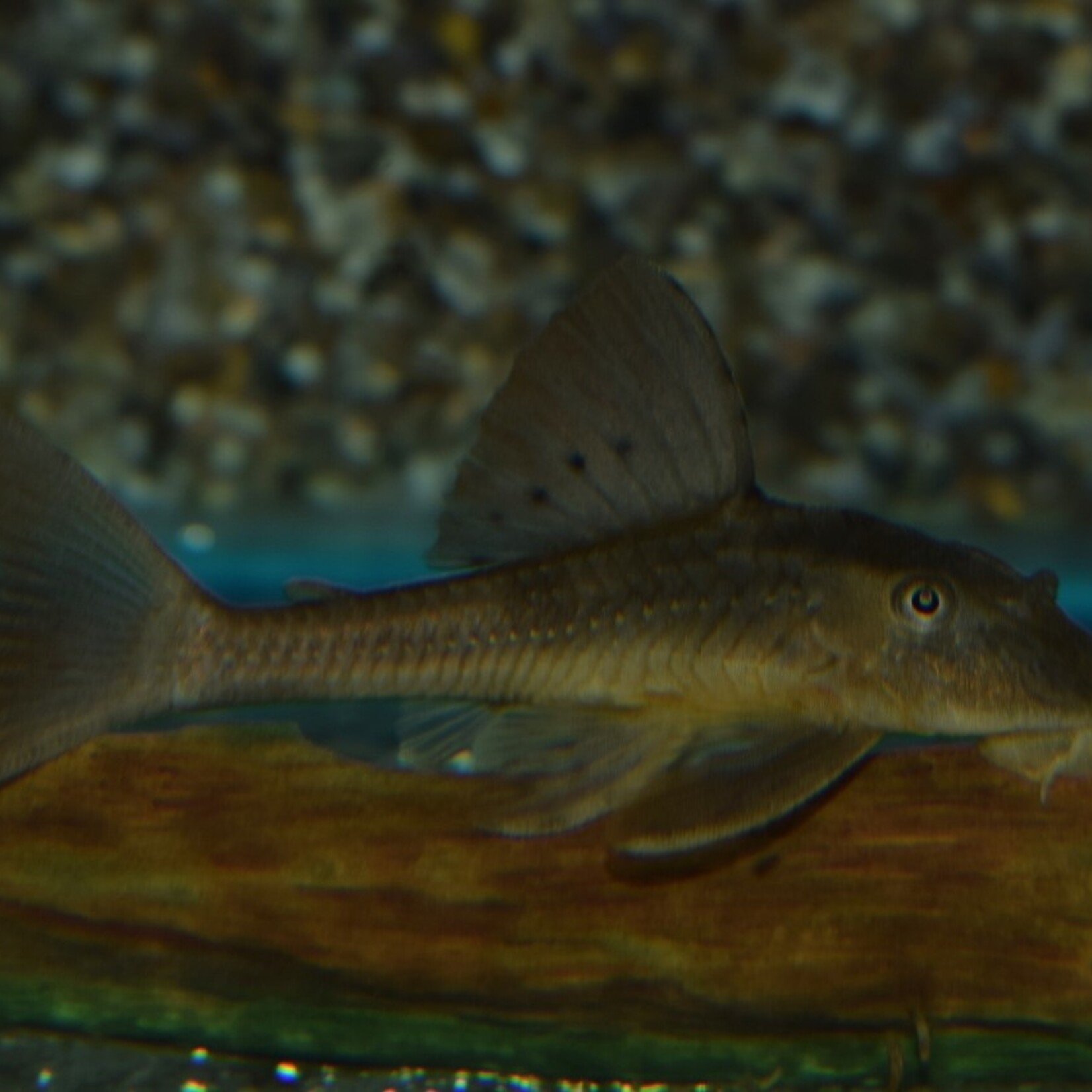 Hypostomus Basilisko