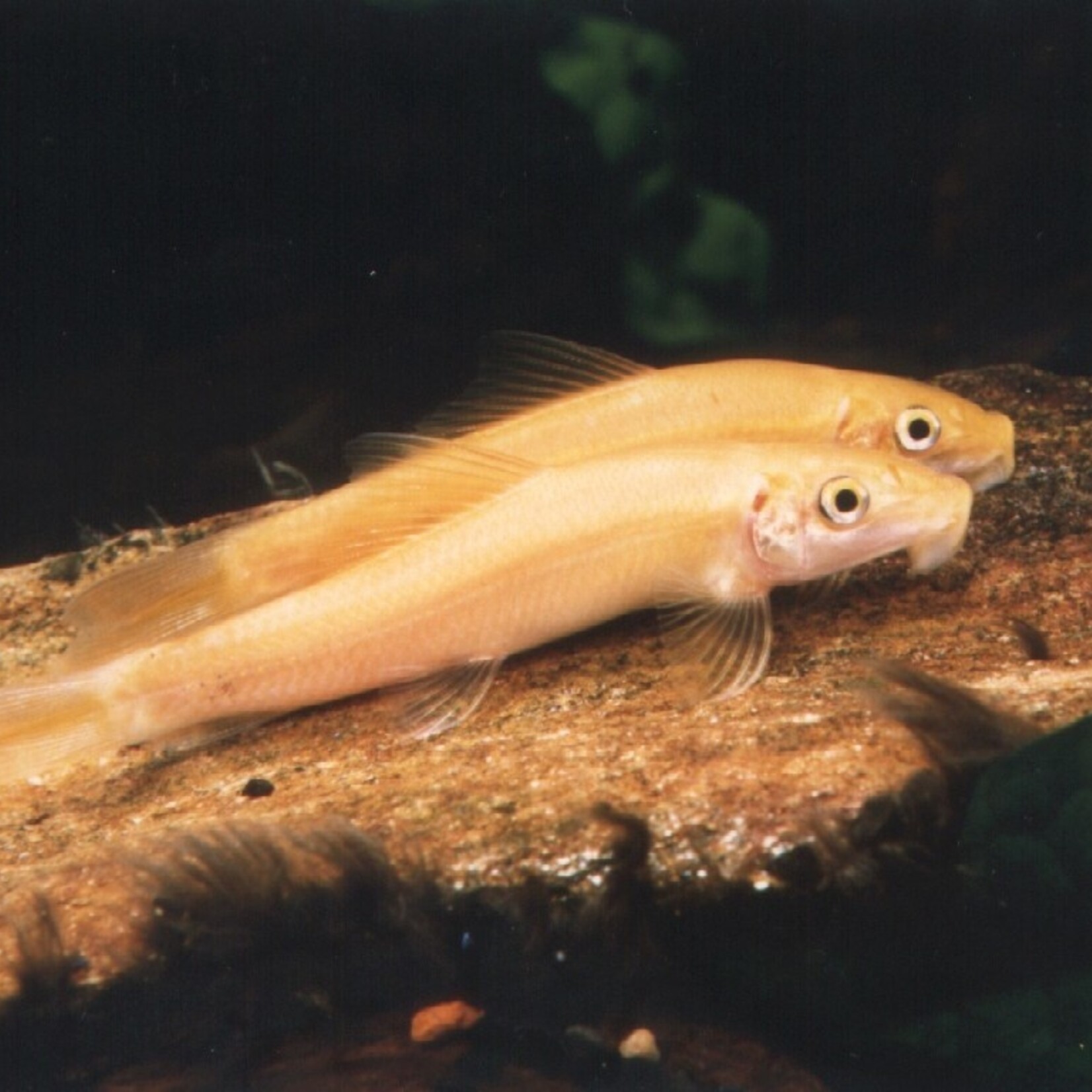 Chinese Algae-Eater Gold