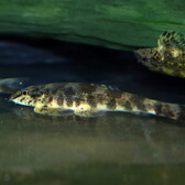 Green Lizzard Loach