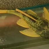 Golden Sailfin Pleco