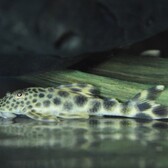 L075 Para Pleco