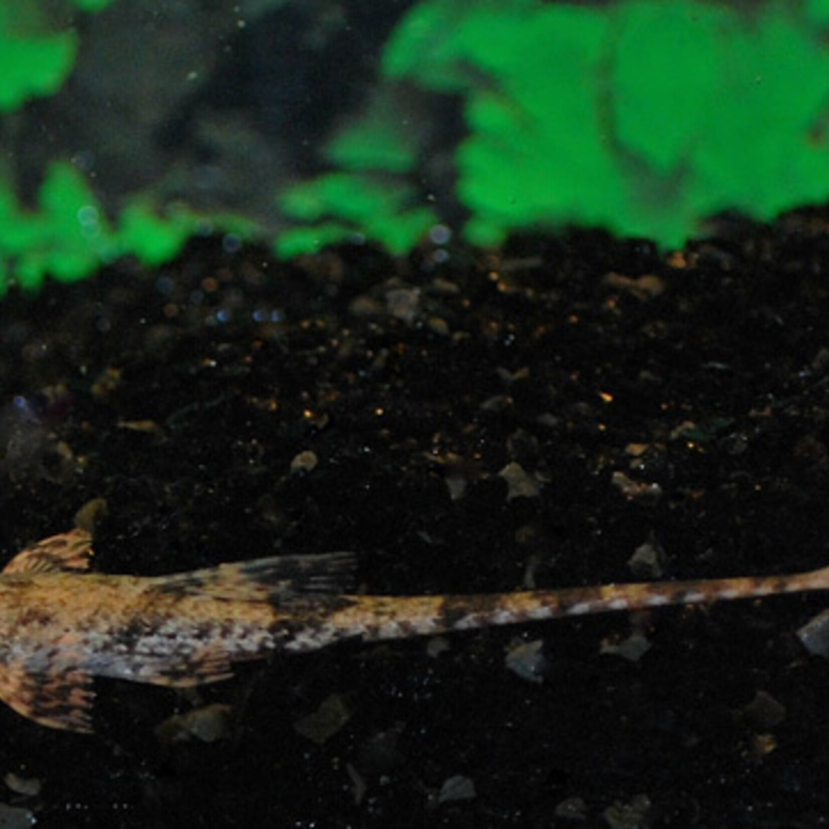 Whiptail Filamentosa