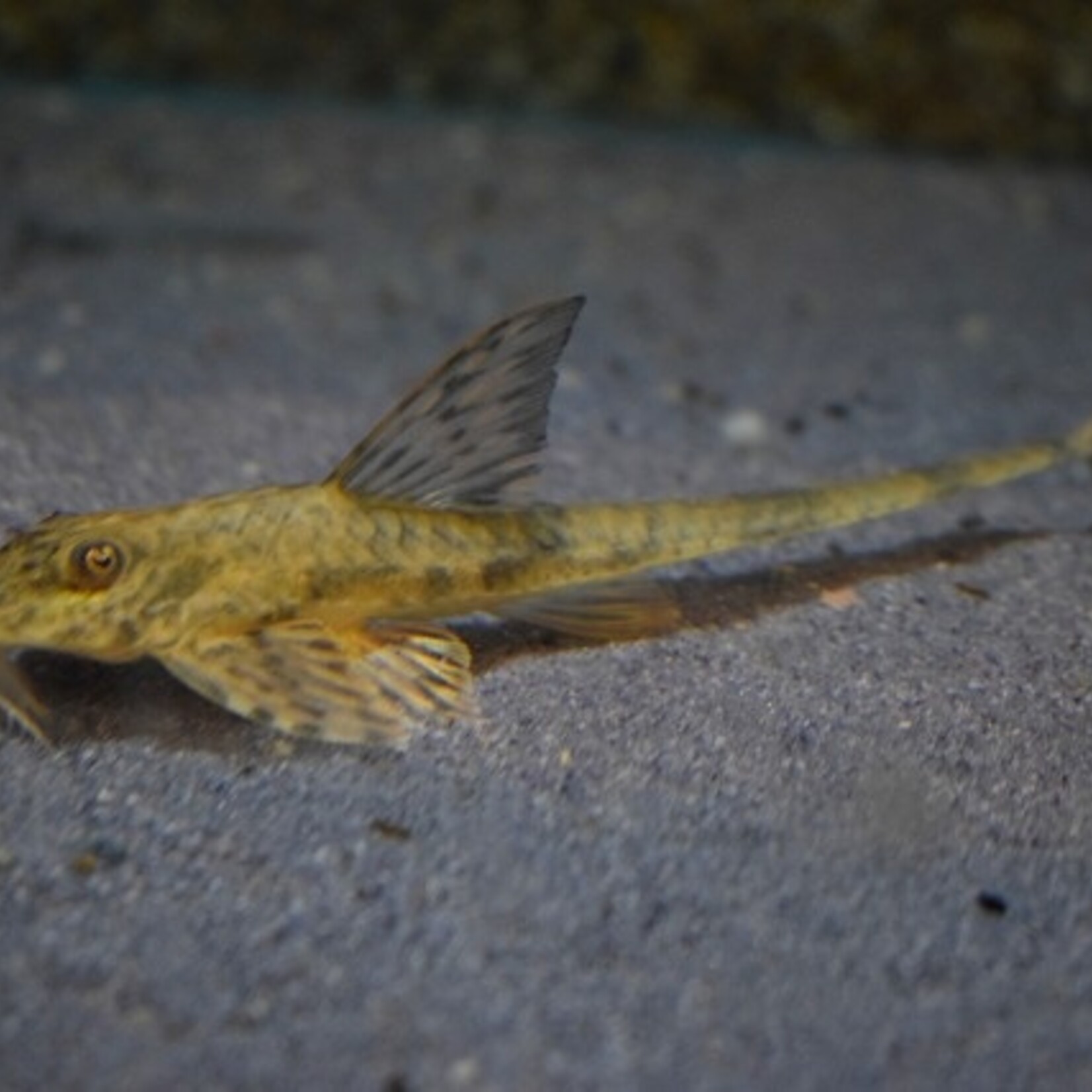 Marbled Whiptail