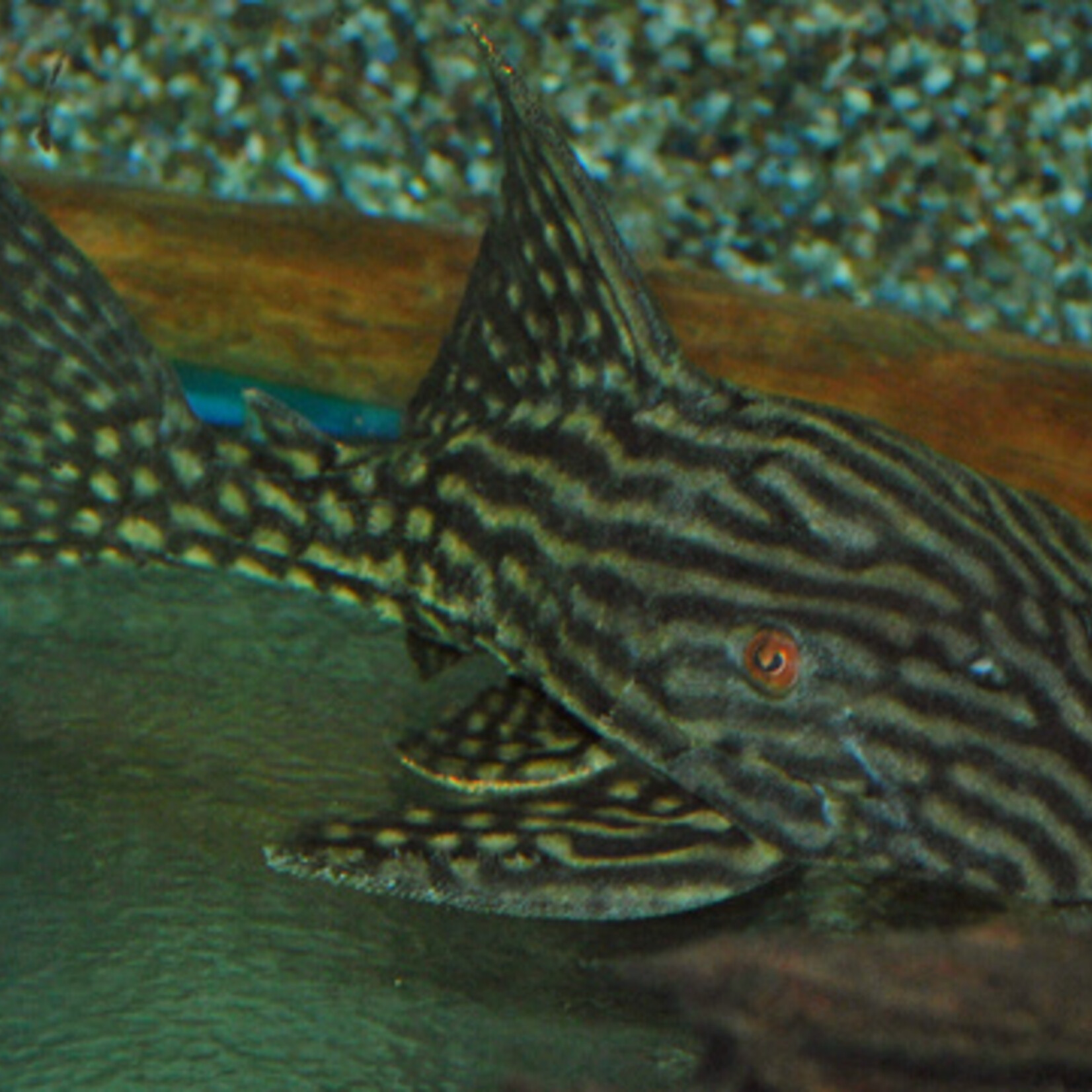 L330 Watermelon Pleco