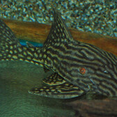 L330 Watermelon Pleco