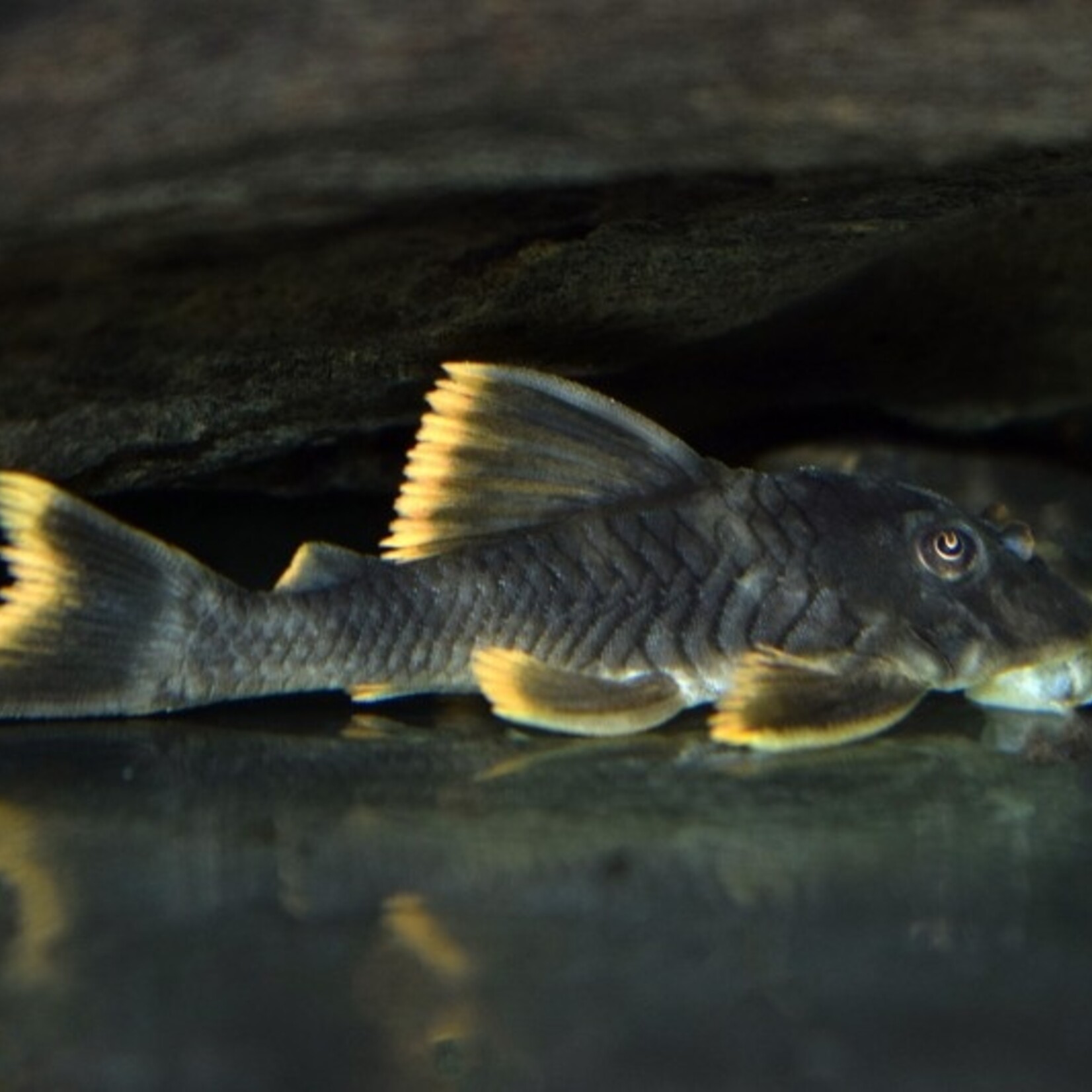 L076 Orange Seam Pleco