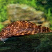 L104 Clown Pleco