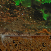 Giant Whiptail Catfish