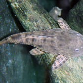 Pinecone Pleco