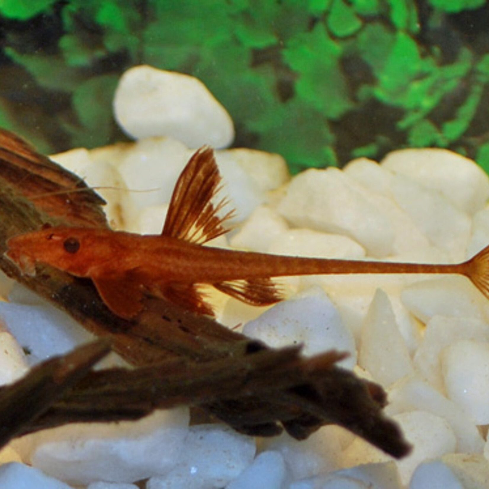 L010A Red Lizard Catfish