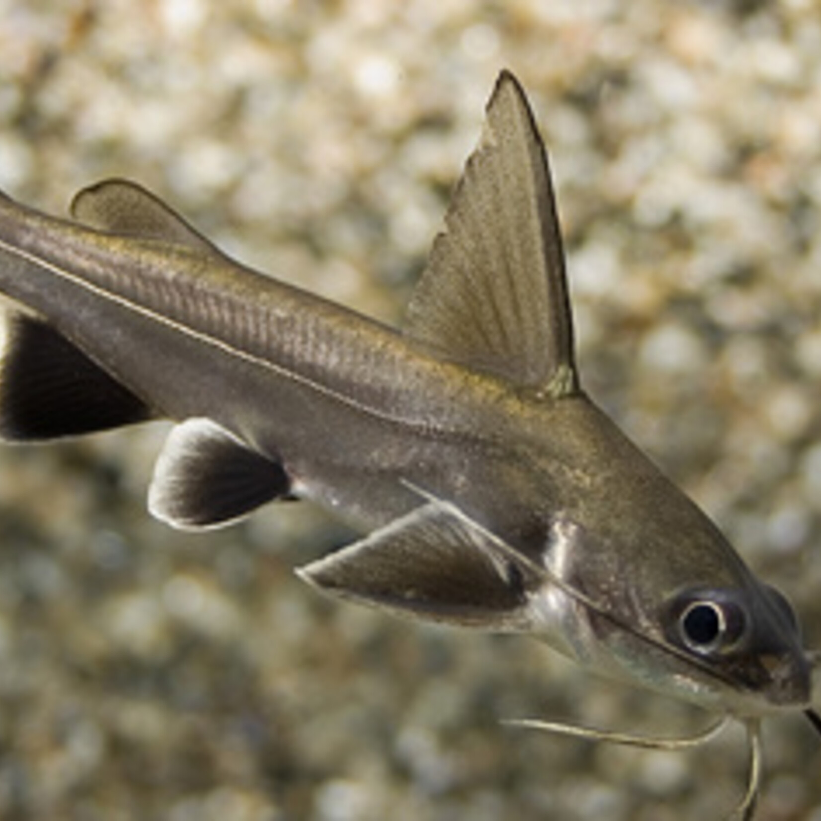 Colombian Shark Catfish