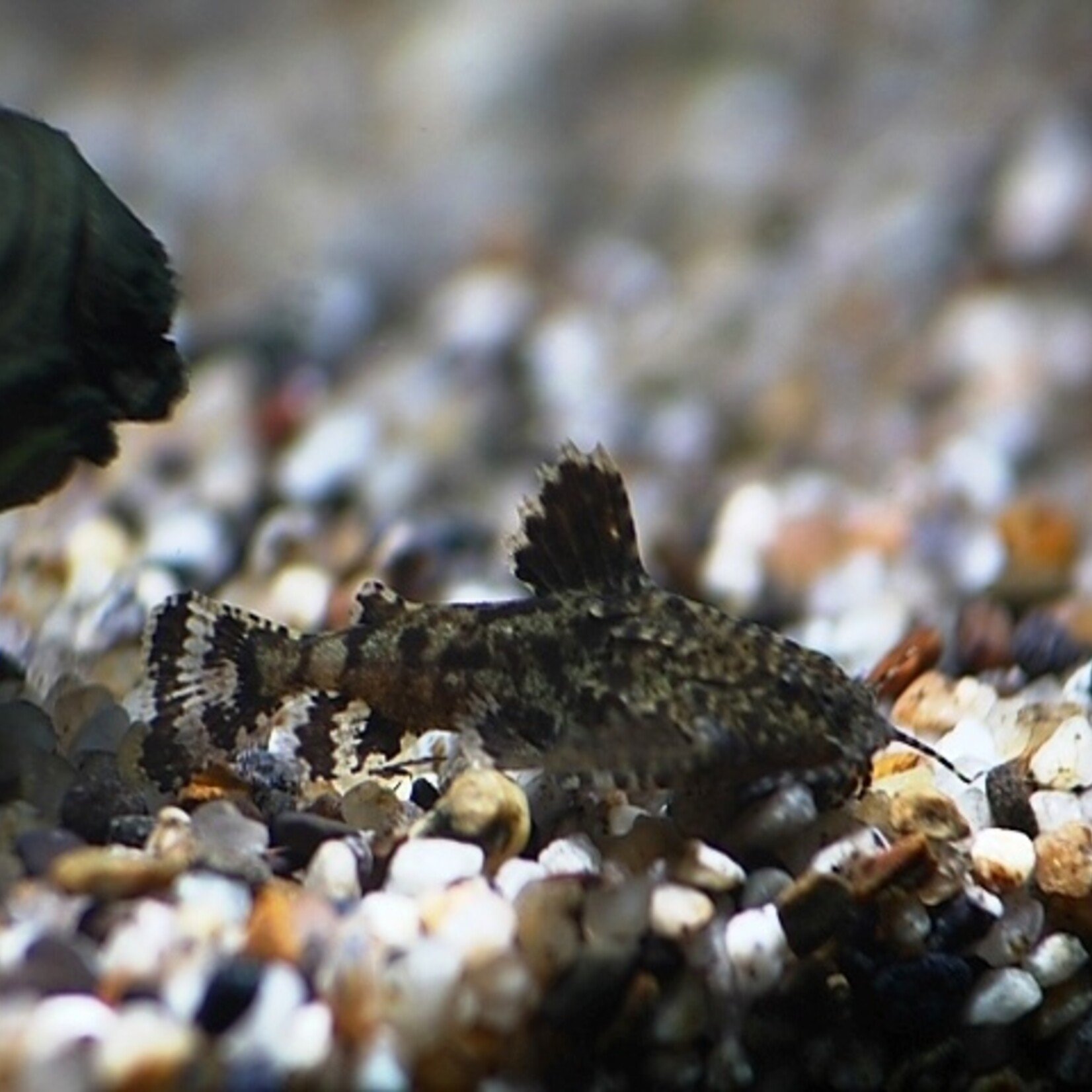 Asian Stone Catfish