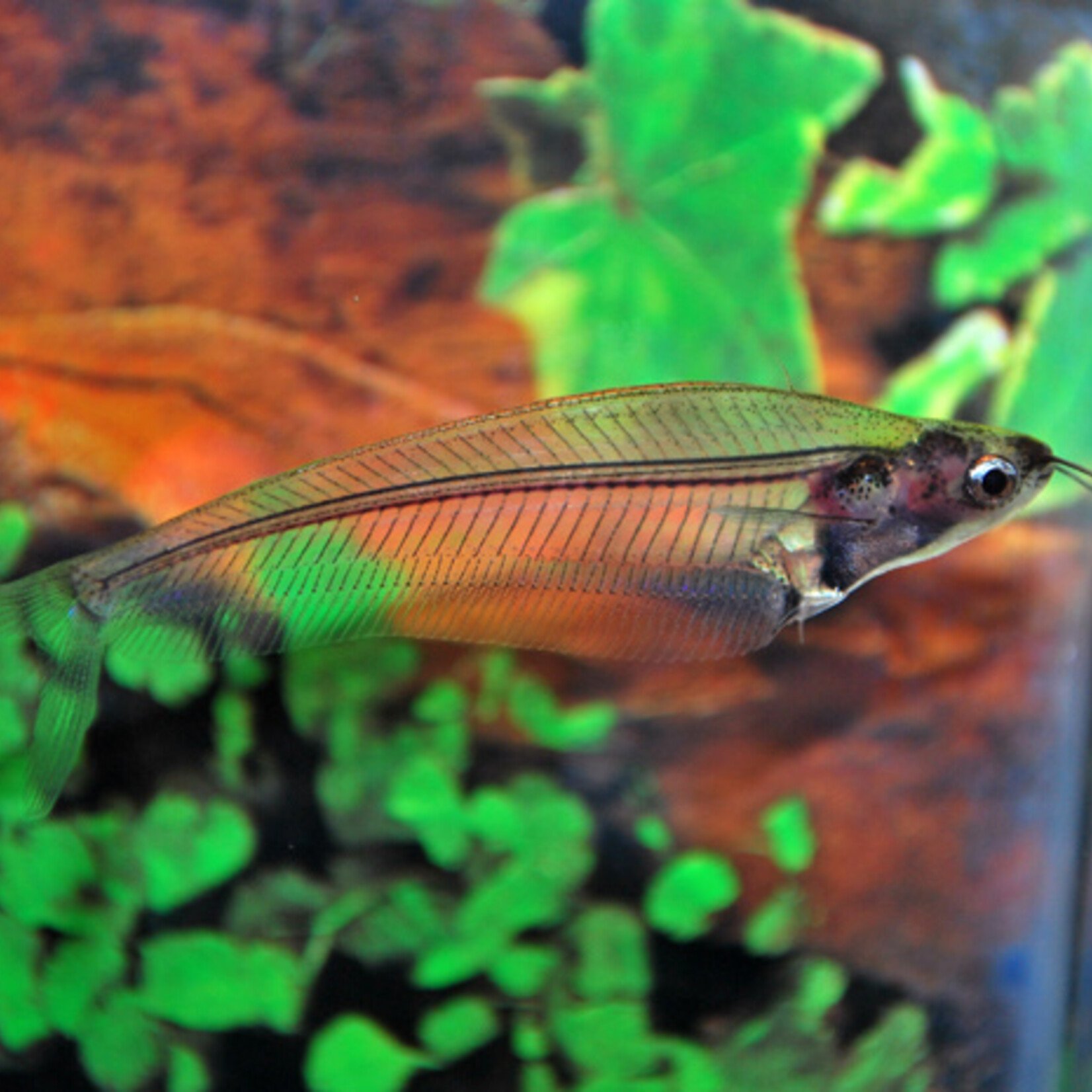 Glass Catfish