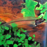 Glass Catfish