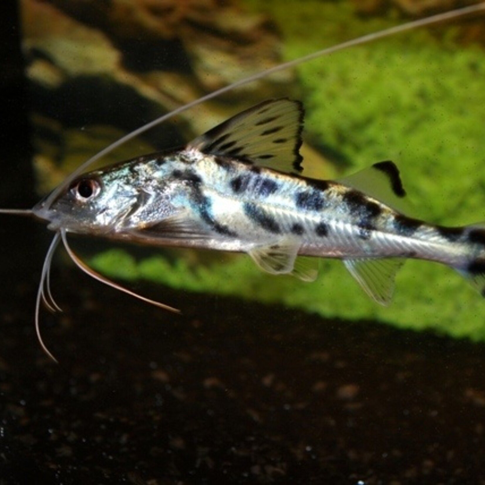 Pictus Catfish