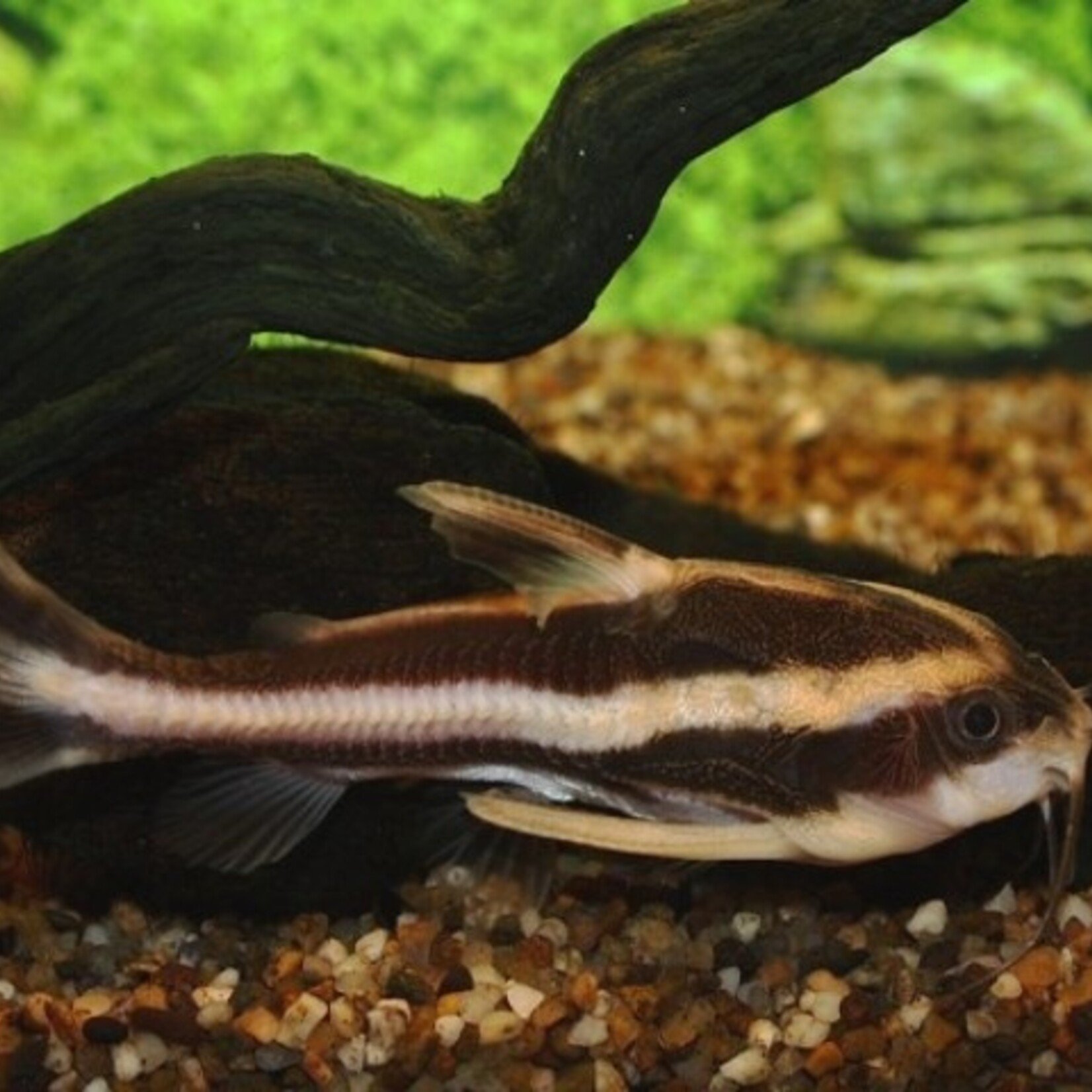 Striped Raphael Catfish