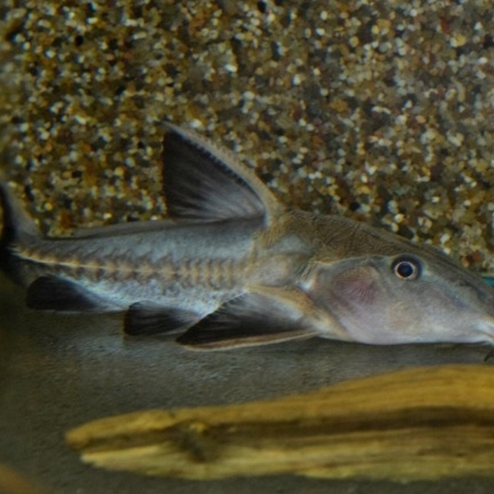 Ripsaw Catfish