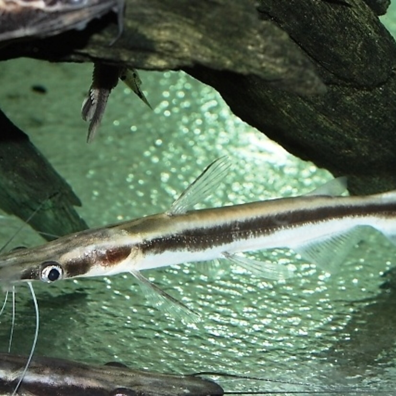 Duckbill Catfish