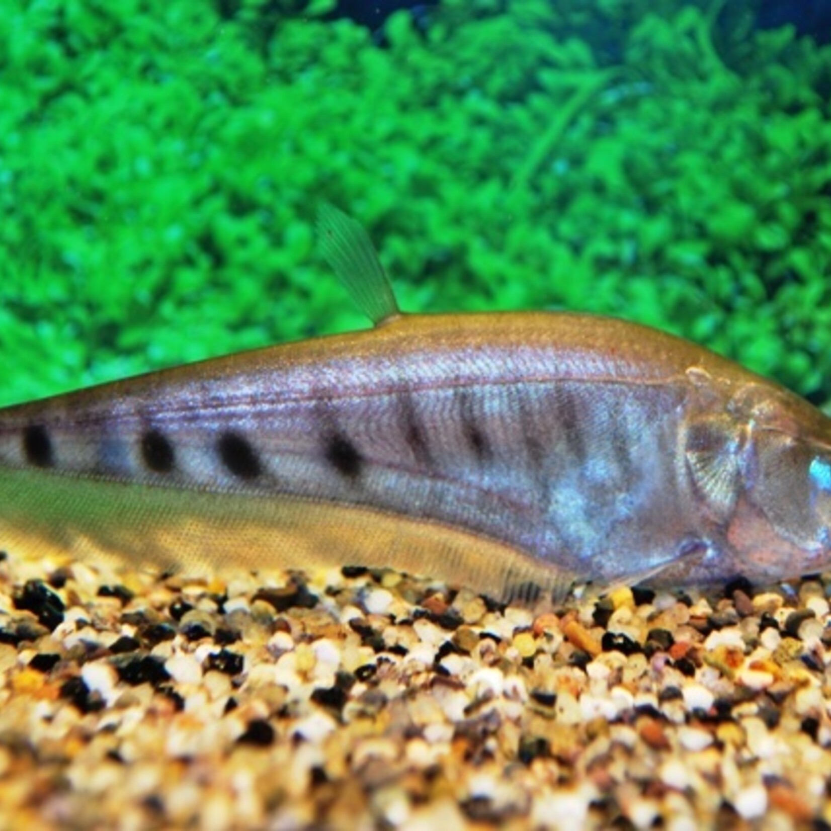 Clown Knifefish