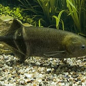 Elephantnose Fish