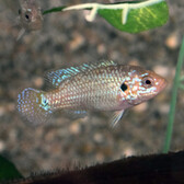 Jewel Cichlid Neon Blue