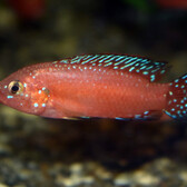 Turkana Jewel Cichlid