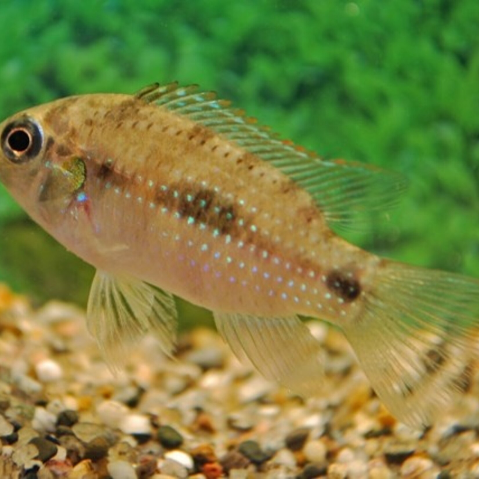 Dwarf Cichlid Thomasi