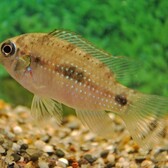 Dwarf Cichlid Thomasi