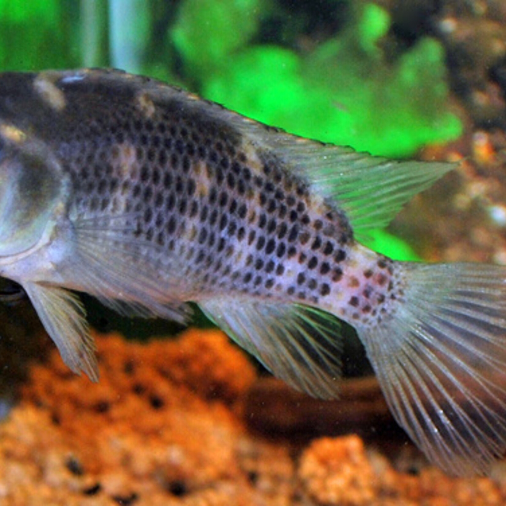 Lionhead Cichlid